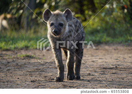 Brihyena 65553808