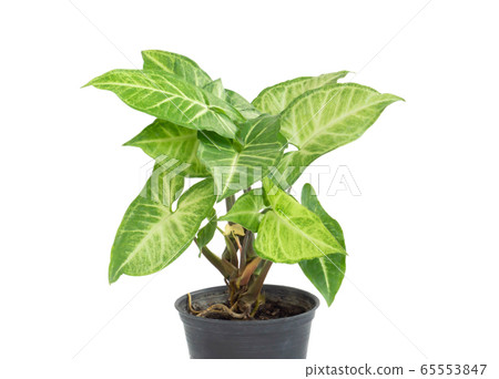 Fresh green arrowhead vine plant (Syngonium Fresh green arrowhead vine plant (Syngonium 65553847