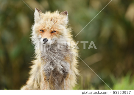 北方狐狸在夏季森林（北海道）相遇 65553957