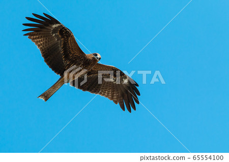 Adult red eagle fly on blue sky background with clipping path Adult red eagle fly on blue sky background with clipping path 65554100