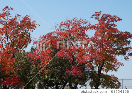 Autumn leaves 65554166