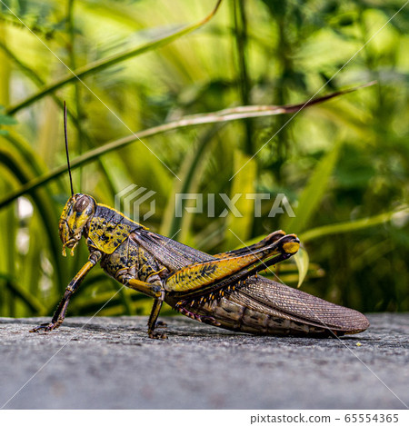 大蝗蟲 大蝗蟲 65554365
