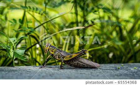 Large locust 65554368