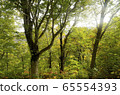 秋季柔和的陽光 65554393