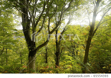 秋季柔和的陽光 65554393