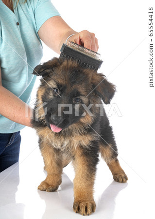 puppy german shepherd puppy german shepherd 65554418
