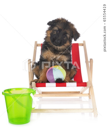 puppy german shepherd puppy german shepherd 65554419