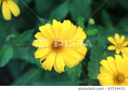 Kikumomodoki (simulation of chrysanthemum) 65554433