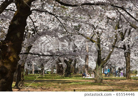 Omiya Park: Sakura bloom Omiya Park: Sakura bloom 65554446