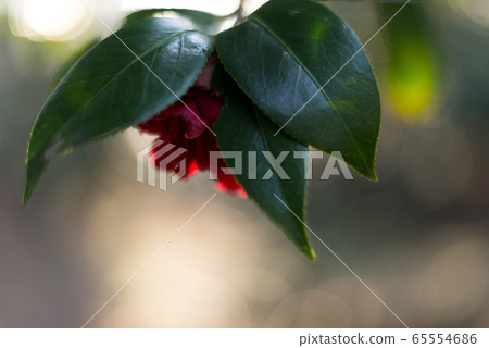 花卉，植物，山茶，茶梅，冬天 65554686