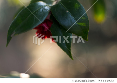 Flowers, plants, camellia, sasanqua, winter 65554688