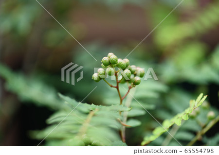 Sansho fruit 65554798