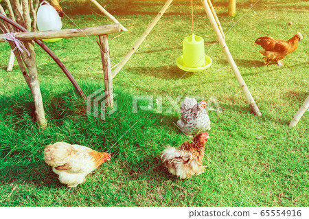 Many chickens rest happily on the chicken farm in the afternoon. Outdoors close up selective focus image. Many chickens rest happily on the chicken farm in the afternoon. Outdoors close up selective focus image. 65554916