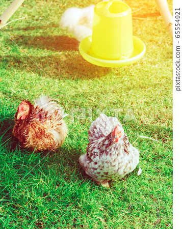 Many chickens rest happily on the chicken farm in the afternoon. Outdoors close up selective focus image. Many chickens rest happily on the chicken farm in the afternoon. Outdoors close up selective focus image. 65554921