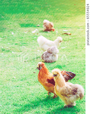 Many chickens rest happily on the chicken farm in the afternoon. Outdoors close up selective focus image. Many chickens rest happily on the chicken farm in the afternoon. Outdoors close up selective focus image. 65554924
