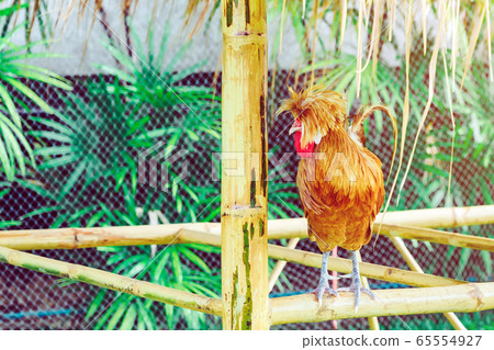 A chicken rest happily on the chicken farm in the afternoon. Outdoors close up selective focus image. A chicken rest happily on the chicken farm in the afternoon. Outdoors close up selective focus image. 65554927