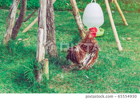 A chicken rest happily on the chicken farm in the afternoon. Outdoors close up selective focus image. A chicken rest happily on the chicken farm in the afternoon. Outdoors close up selective focus image. 65554930