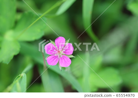 Red Gennoshoko (current evidence) Red Gennoshoko (current evidence) 65554970
