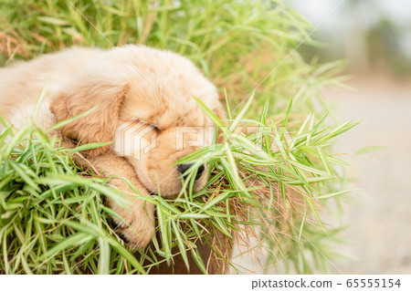Cute puppy (Golden Retriever) eating small bamboo 65555154
