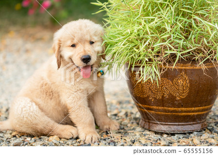 Cute puppy (Golden Retriever) eating small bamboo Cute puppy (Golden Retriever) eating small bamboo 65555156