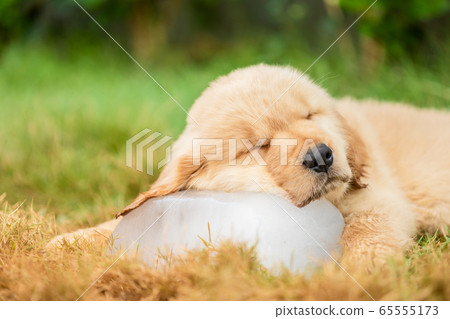 Cute puppy (Golden Retriever) sleeping on the ice 65555173