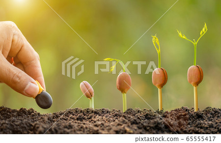 Hand of farmer planting a black seeds of Afzelia, 65555417