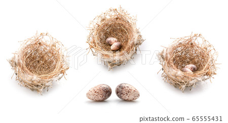 Two eggs of zebra dove birds in brown dry grass Two eggs of zebra dove birds in brown dry grass 65555431