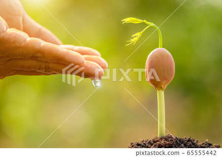 Hand giving water to young green sprout growing in Hand giving water to young green sprout growing in 65555442