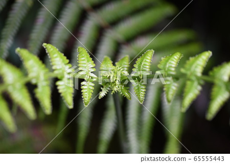 Young leaves of Vladiva Young leaves of Vladiva 65555443