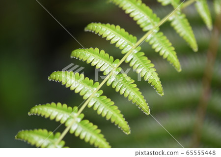 Vladiva年輕葉子 65555448