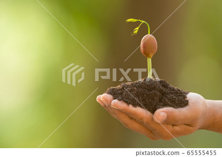Hand of farmer holding young sprout of Afzelia, Hand of farmer holding young sprout of Afzelia, 65555455