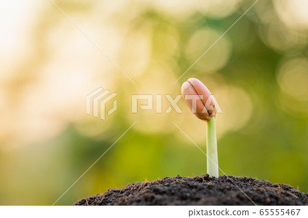 Young sprout of Afzelia, Doussie or Makha mong Young sprout of Afzelia, Doussie or Makha mong 65555467