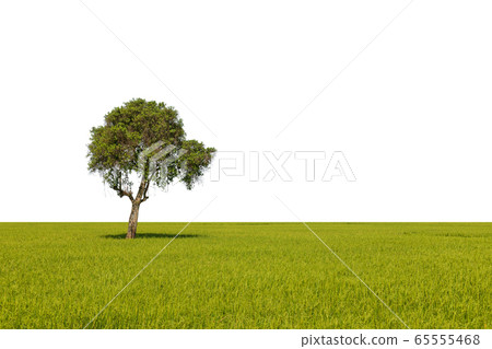 Large tropical green tree isolated on white. Saved Large tropical green tree isolated on white. Saved 65555468