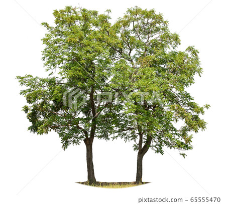 Twin tropical green tree isolated on white. Saved Twin tropical green tree isolated on white. Saved 65555470
