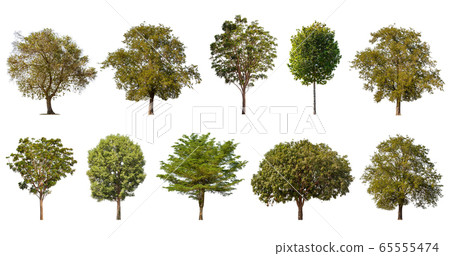 Collection of large tropical green tree isolated Collection of large tropical green tree isolated 65555474