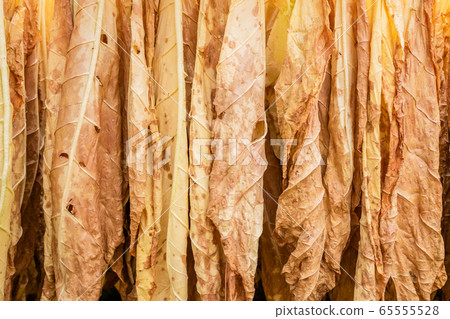 Dry tobacco leaf hanging on the bamboo in the Dry tobacco leaf hanging on the bamboo in the 65555528