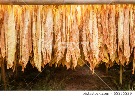 Dry tobacco leaf hanging on the bamboo in the Dry tobacco leaf hanging on the bamboo in the 65555529