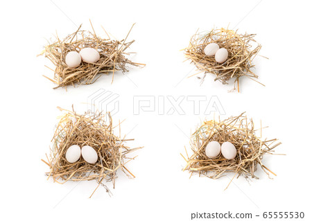 Two eggs of zebra dove birds in brown dry grass Two eggs of zebra dove birds in brown dry grass 65555530