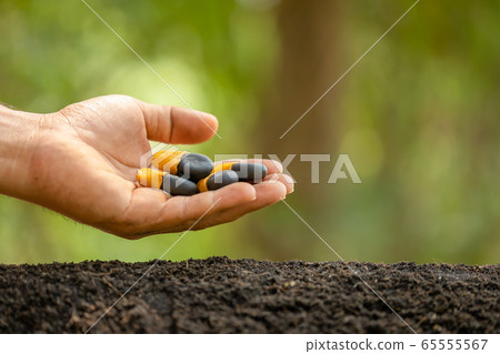 Hand of farmer planting a black seeds of Afzelia, 65555567
