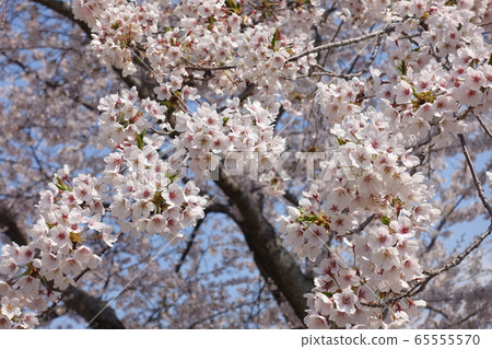 盛開的櫻花染野吉野 盛開的櫻花染野吉野 65555570