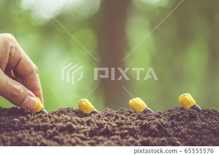 Hand of farmer planting a black seeds of Afzelia, 65555576