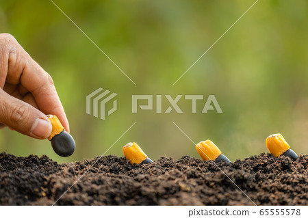Hand of farmer planting a black seeds of Afzelia, 65555578