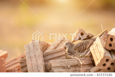 Birds in brown dry grass nest on the heap of red 65555580