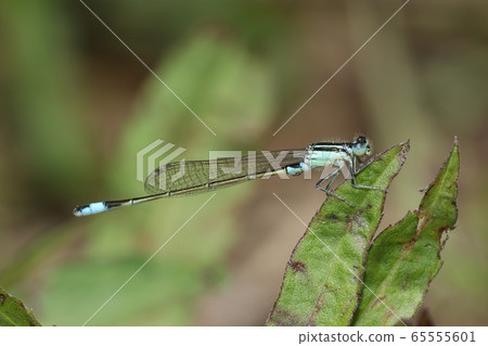 Ao montitonbo 65555601