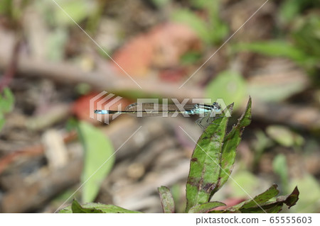 Ao montitonbo 65555603