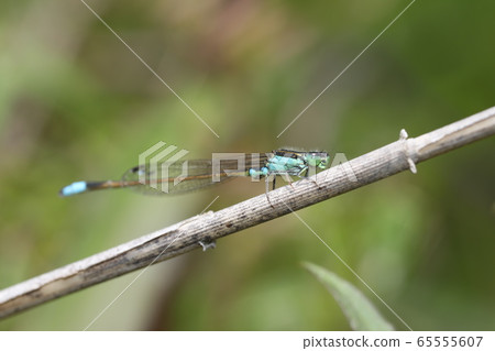 Ao montitonbo 65555607