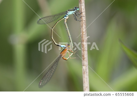 Aeon montitobo mating 65555608