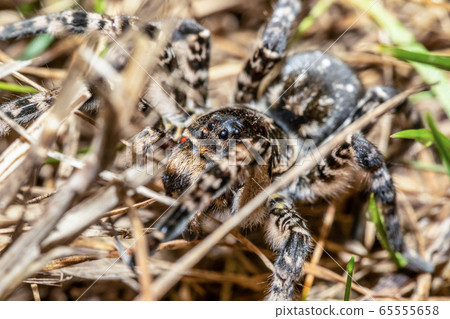 biggest european spider Geolycosa vultuosa, 65555658
