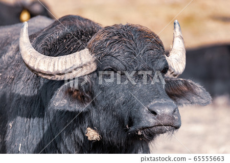 cattle in Hortobagy National Park, Hungary 65555663