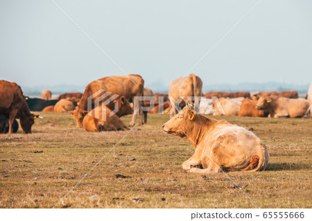 cattle in Hortobagy National Park, Hungary 65555666